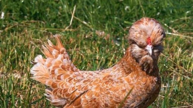 Разведение породы кур Падуана как бизнес идея | Птицеводство | Куры Падуаны смотреть онлайн