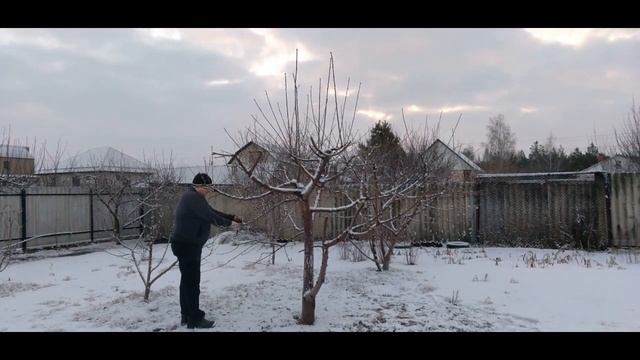 Обрезка черешни