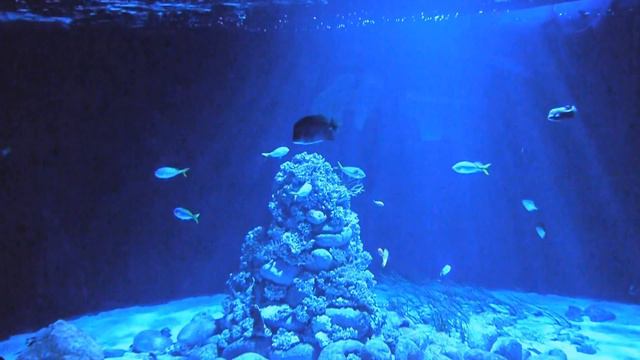 ЛЕТО. Отдых 2015! Польша. ЗООПАРК! Гданьск. Варшава! смотреть онлайн