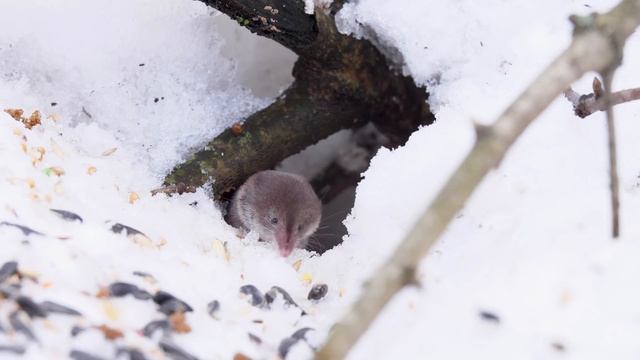 Мышиный репортаж, Москва 2019 г. смотреть онлайн