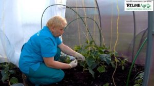 ? Формирование огурцов в теплице. Ослепление огурца.