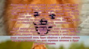 ПОМЕРАНСКИЙ ШПИЦ ВСЁ О ПОРОДЕ ( ИСТОРИЯ ПРОИСХОЖДЕНИЯ, ОПИСАНИЕ ПОРОДЫ, ХАРАКТЕР И Т.Д)