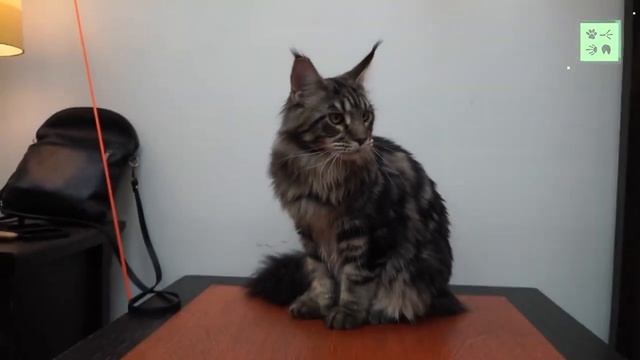 топ 10 - Самых больших пород домашних кошек в мире смотреть онлайн