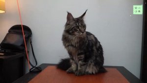 топ 10 - Самых больших пород домашних кошек в мире