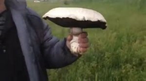 Гриб в саратовской области