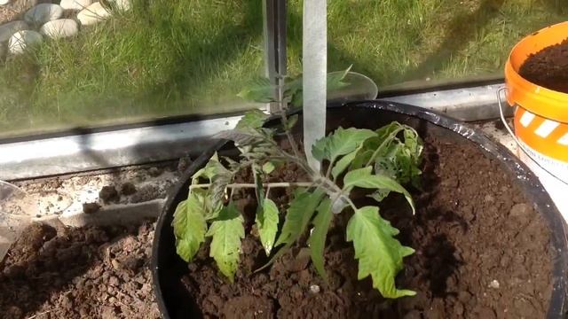 Выращивание ТОМАТОВ, ПЕРЦЕВ И БАКЛАЖАН в ТЕПЛИЦАХ, с помощью каркасных КАШПО. Часть вторая: ПОСАДКА смотреть онлайн