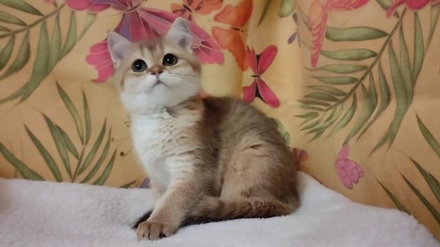 Золотая шотландская кошечка смотреть онлайн