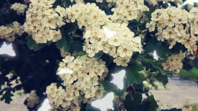 Боярышник. Полезные свойства. смотреть онлайн