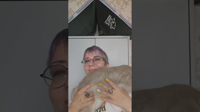 Британский котенок голубое золото