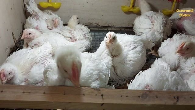 Бройлеры 24 дня вес до 1,7 кг. Минус 2 бройлера. Пропаивать или нет, мой выбор. Содержание и уход. смотреть онлайн