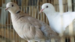 Смеющиеся горлицы, живущие у меня. Самец воркует.