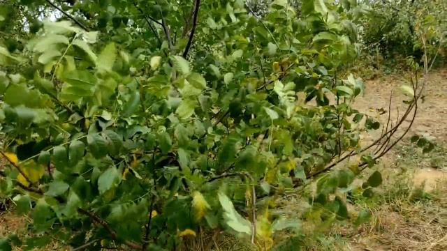 Покров Пресвятой Богородицы. Что можно и что нельзя делать 14 октября.
