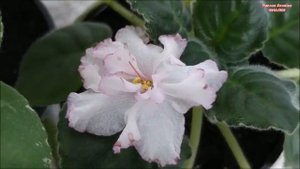 ОБЗОР МОИХ ФИАЛОК