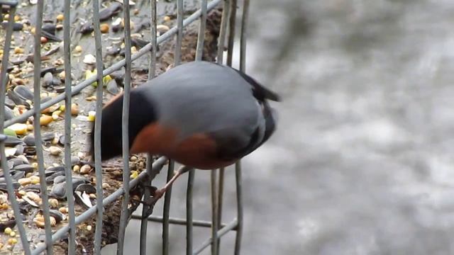 (Eurasian) Bullfinch (Pyrrhula pyrrhula) смотреть онлайн