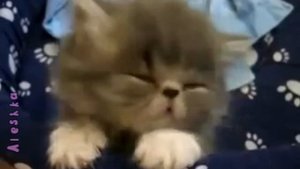 Коты - это жидкость.