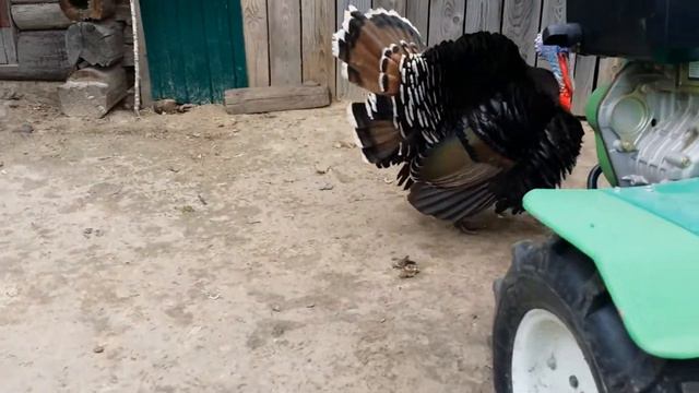 БРЯНСКИЙ ПАВЛИН МАВЛИН2 смотреть онлайн