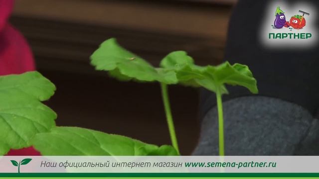ВСЕ О ВЫРАЩИВАНИИ ПЕЛАРГОНИИ