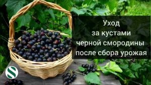 Уход за кустами чёрной смородины после сбора урожая.