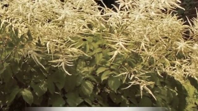 Aruncus dioicus Goat's Beard смотреть онлайн