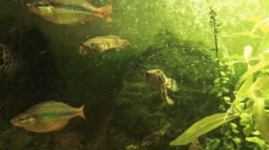 Обзор аквариума, змееголов