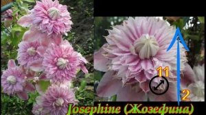 Самые красивые КЛЕМАТИСЫ 2 группы(слабой)обрезки.Beautiful Clematis