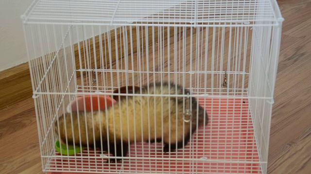 funny mink / Смешная Норка 75 смотреть онлайн