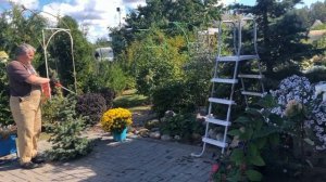 ??Удаляем верхушку у взрослой голубой ели, стрижем иву. Сентябрьское утро.