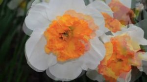 Narcissus Gentle Giant