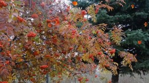 Я УХОЖУ В ОСЕННЮЮ АЛЛЕЮ