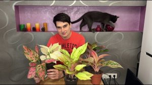 КУПИТЬ АГЛАОНЕМУ