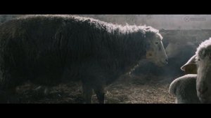 В МОИХ ЛУГАХ | Эко-ферма, Новый буян, Самарская область | FullHD