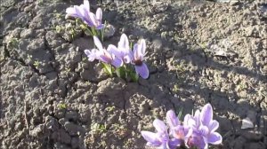 Крокус сорт Пиквик