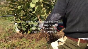 Фундук Трапезунд  КФХ "Ореховод практик" Ильяса Эмирсинова