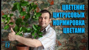 Цветение цитрусовых. Нормировка цветами. #Цитрусовые