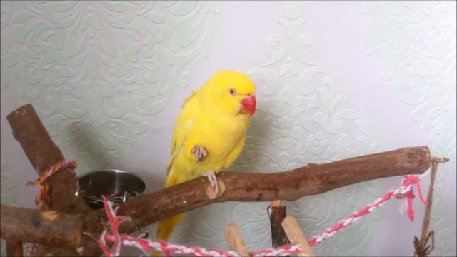 ring neck parrot. ожереловый попугай ! смотреть онлайн