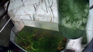 Аквариум с живородящей рыбкой. Живой корм для аквариумных рыбок. Растение наяс гваделупский