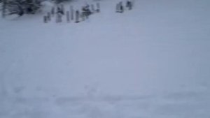 Крыса?НАПАЛИ!!?Что с кроликом?