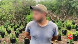 В Крыму на горе Тепе-Оба полицейские обнаружили наркоплантацию с 298 кустами конопли