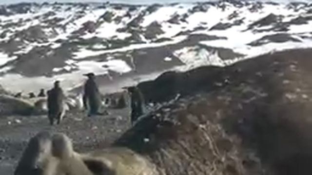 Самые крупные животные в мире!! Большие животные в мире! смотреть онлайн