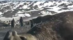 Самые крупные животные в мире!! Большие животные в мире!