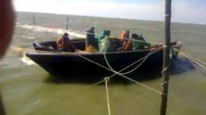 Нырец ловит тюльку 3