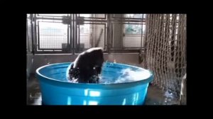 Dance Monkey танцующие обезьяны приколы с животными