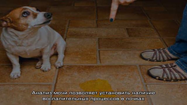 Собака много пьет и часто мочится смотреть онлайн