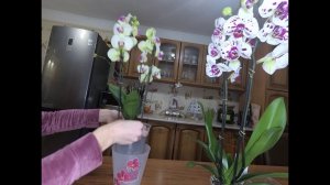 Надо ли пересаживать Орхидею из магазинного горшка? Давайте разберемся.