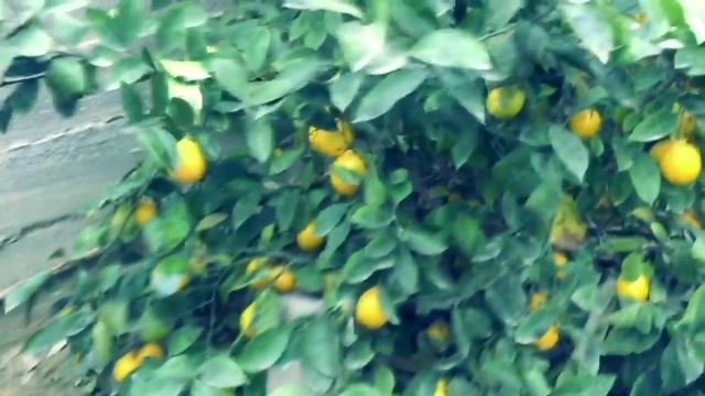 ЛИМОН ТАДЖИКИСТАН ОБЗОР ПАРНИК смотреть онлайн