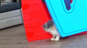 Мама НЕ РАЗРЕШАЕТ Котенка Дане! Видео для Детей