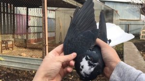 Николаевские голуби. Молодежь которых оставил на племя. Самара 2021