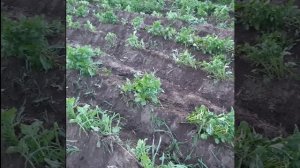 КРУТАЯ ИДЕЯ ДЛЯ САМОДЕЛКИ! Не нужно много затрат. Окучник дисковый для мотоблока, своими руками.