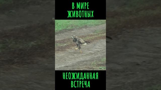 В мире животных. Неожиданная встреча. #shorts  #другаяжизнь #вмиреживотных #неожиданнаявстреча