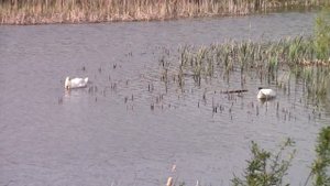 Посадка картофеля  под мотоблок.Простой и верный способ)Картошка без проблем)